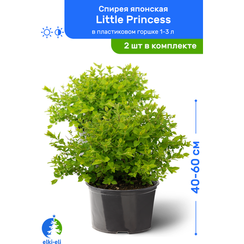 Спирея японская Little Princess (Литтл Принцесс) 40-60 см в пластиковом горшке 1-3 л, саженец, лиственное живое растение, комплект из 2 шт, цена 2990р