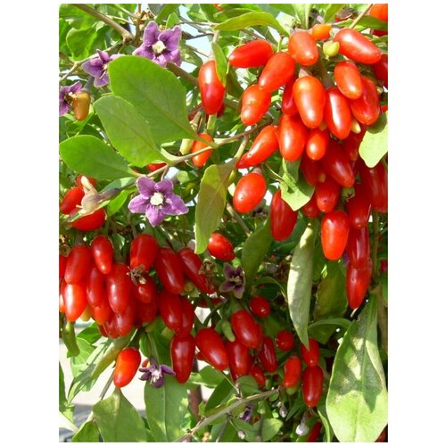   ( ) / Lycium chinense (Goji Berries), 25 ,  351
