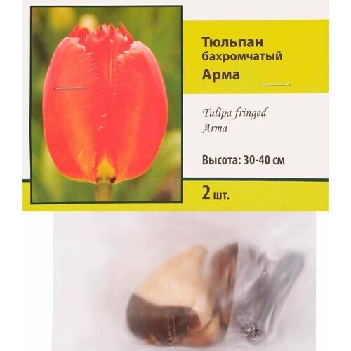 Луковицы поиск Тюльпан в капере, 2шт - 5 упаковок, цена 648р
