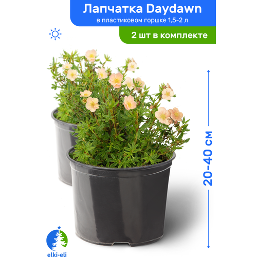 Лапчатка Daydawn (Дэйдаун) 20-40 см в пластиковом горшке 1,5-2 л, саженец, лиственное живое растение, комплект из 2 шт, цена 2780р
