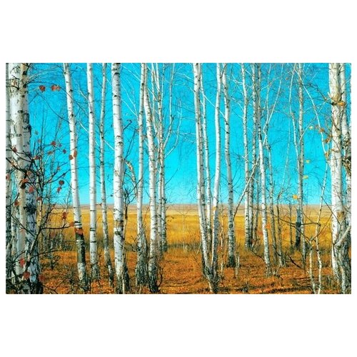     (Birch trees in a forest) 2 45. x 30.,  1340