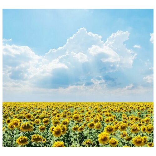       (A field of sunflowers) 33. x 30.,  1070