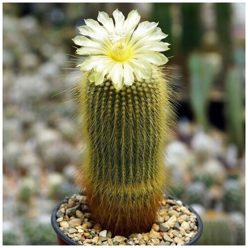     Eriocactus leninghausii 10 .,  350