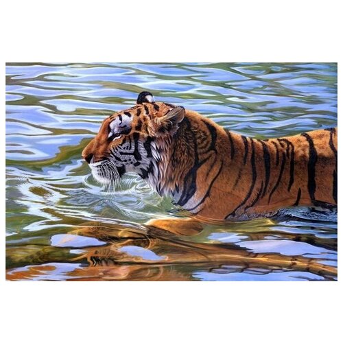     (Tiger) 4 76. x 50.,  2700