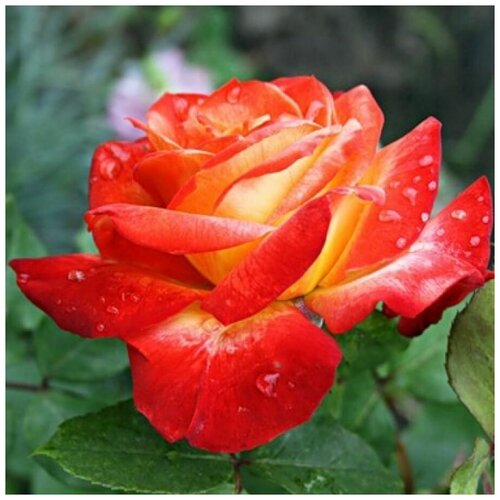 Роза флорибунда Пигаль 85 ( 40-60 см С5 ), цена 2979р