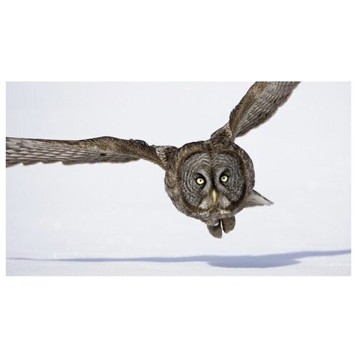     (Owl) 6 53. x 30.,  1490
