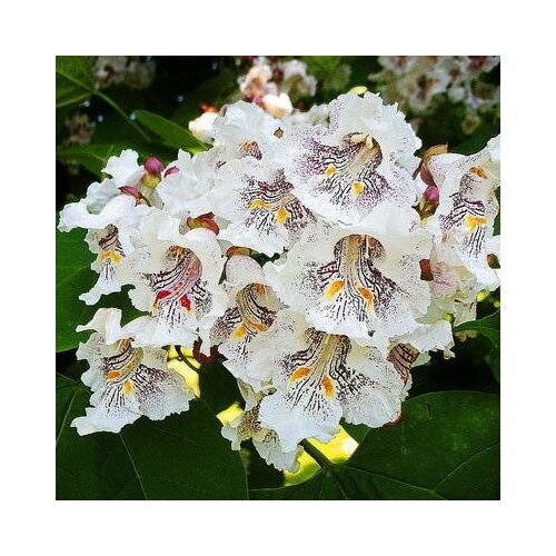   -   ( . Catalpa Speciosa) -  25,  370