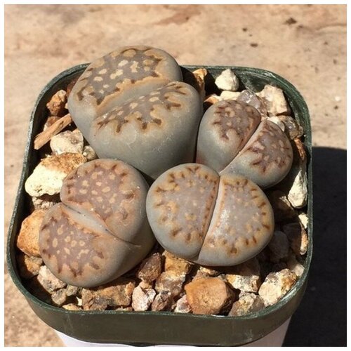     Lithops julii ssp. fulleri C 203 10 .,  350