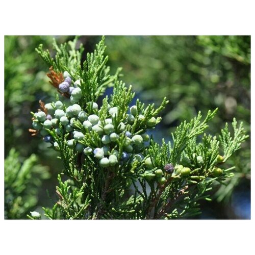    (. Juniperus virginiana)  20,  399 MagicForestSeeds