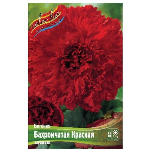 Бегония Fimbriata Red (1 шт.), цена 251р