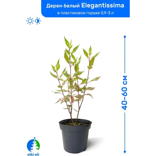 Дерен белый Элегантиссима 40-60 см в пластиковом горшке 1-3 л, саженец, лиственное живое растение, цена 995р