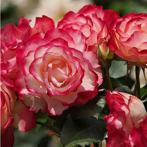 Роза флорибунда Jubile du Prince de Monaco, Саженцы, С3 (3 литра), ЗКС - Кустарники лиственные, цена 1542р