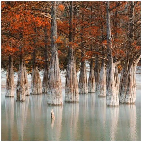   -   (. Taxodium distichum)  20,  420