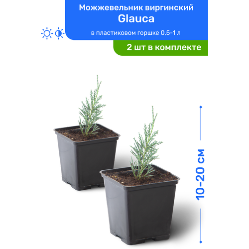 Можжевельник виргинский Glauca 10-20 см в пластиковом горшке 0,5-1 л, саженец, хвойное живое растение, комплект из 2 шт, цена 2190р