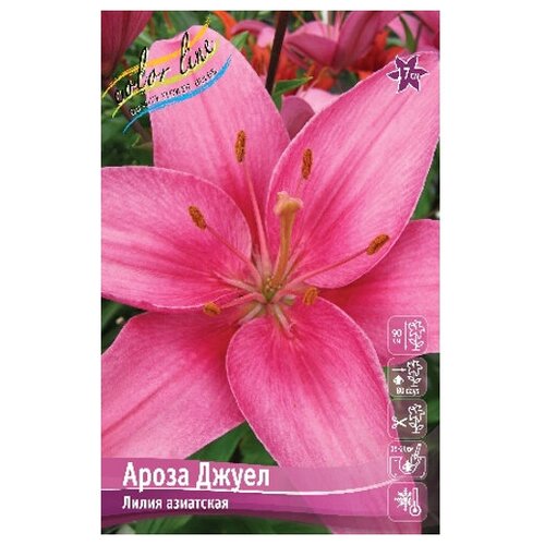 Лилия азиатский гибрид Arosa Jewel (1 шт.), цена 183р