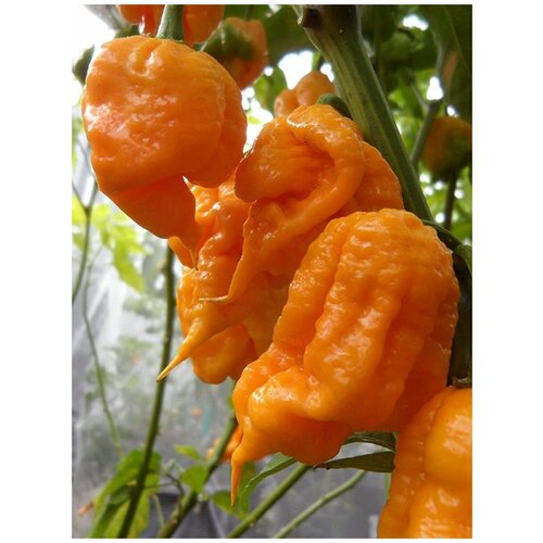    7 pot Primo orange (   ), 5 ,  414