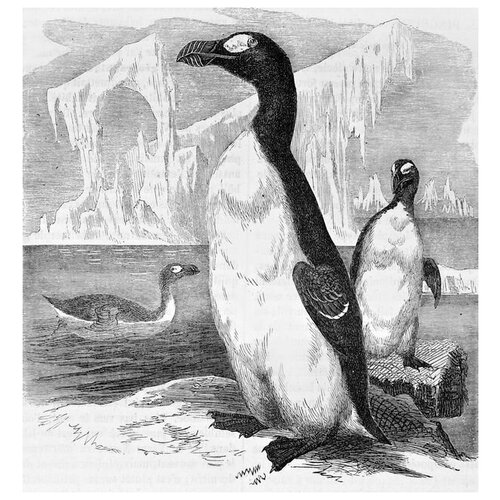     (Penguins) 5 30. x 32.,  1060
