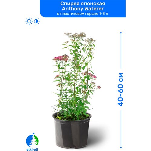 Спирея японская Энтони Ватерер (Anthony Waterer) 40-60 см в пластиковом горшке 1-3 л, саженец, лиственное живое растение, цена 1495р