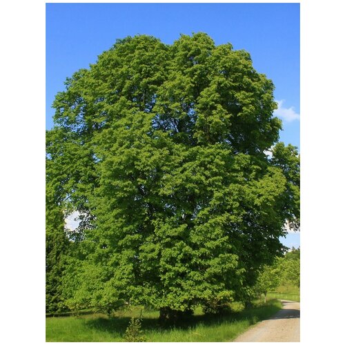    / Tilia platyphyllos, 20 ,  374