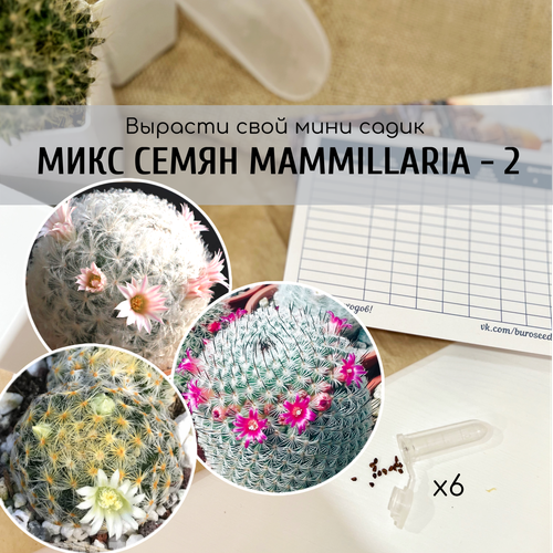          (Mammillaria schiedeana / plumosa / haageana ssp. elegans)    ,  350