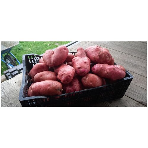 Семенной картофель уника, цена 1500р