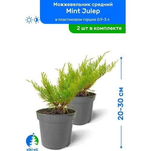 Можжевельник средний Mint Julep (Минт Джулеп) 20-30 см в пластиковом горшке 0,9-3 л, саженец, хвойное живое растение, комплект из 2 шт, цена 1898р