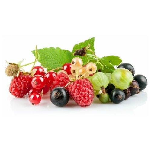     (Berries) 7 51. x 30.,  1470