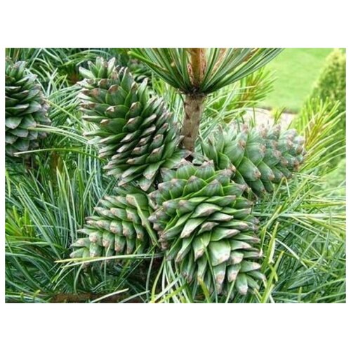   -   (. Pinus koraiensis)  20,  420