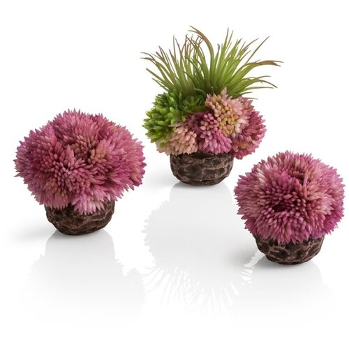   3-   , Coral ball set purple,  4232