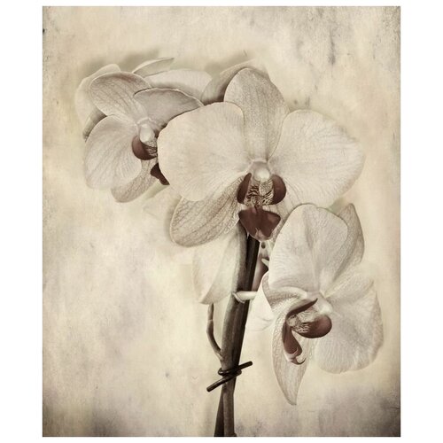     (Orchids) 2 40. x 48.,  1680