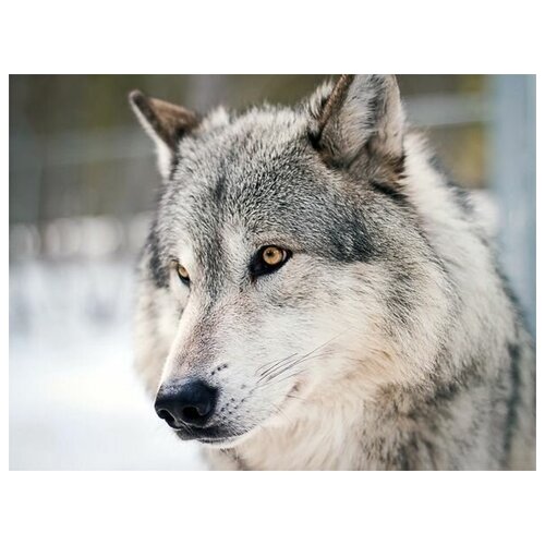     (Wolf) 5 67. x 50.,  2470