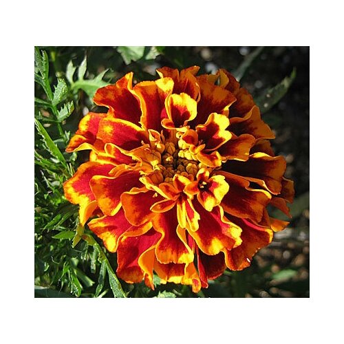   (. Tagetes)  50,  370