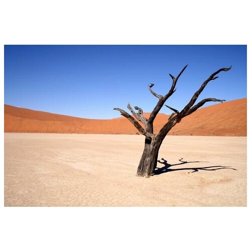       (Tree in the desert) 1 45. x 30.,  1340