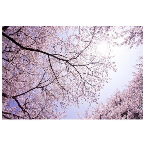      (Cherry blossoms) 45. x 30.,  1340