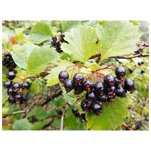   (. Crataegus caucasica)  30,  350