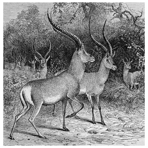     (Antelope) 2 40. x 41.,  1500