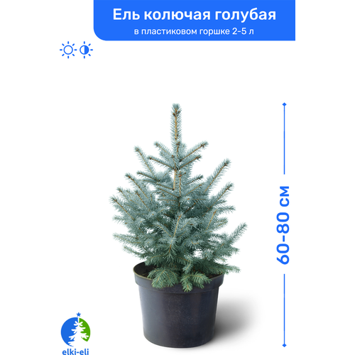 Ель колючая голубая 60-80 см в пластиковом горшке 2-5 л, саженец, хвойное живое растение, цена 5800р
