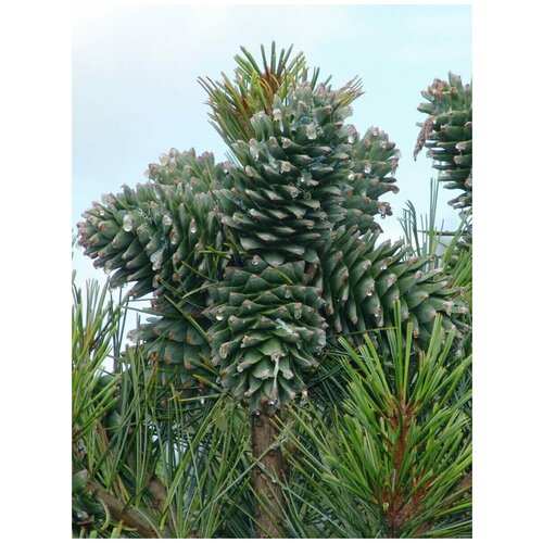    / Pinus koraiensis, 45 ,  1121