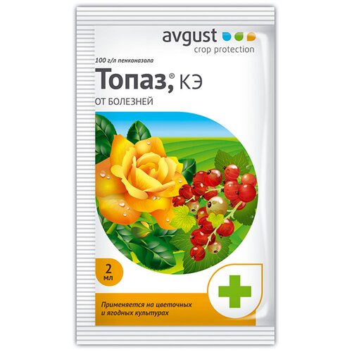 Avgust �������� �� ��������� ���� � �������� �����, 2 ��, ���� 59�