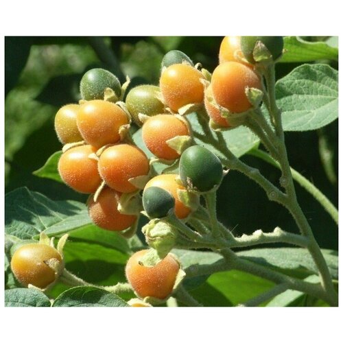    ( , Solanum abutiloides) 5 .,  410