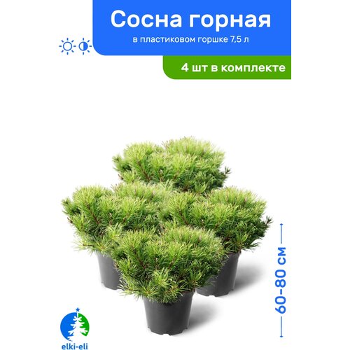 Сосна горная 60-80 см в пластиковом горшке 7,5 л, саженец, хвойное живое растение, комплект из 4 шт, цена 47800р