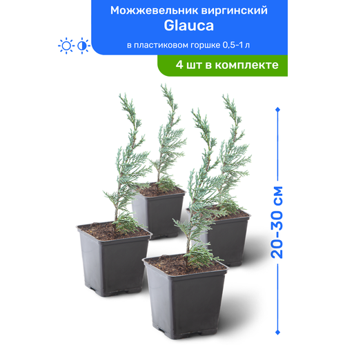 Можжевельник виргинский Glauca 20-30 см в пластиковом горшке 0,5-1 л, саженец, хвойное живое растение, комплект из 4 шт, цена 4380р