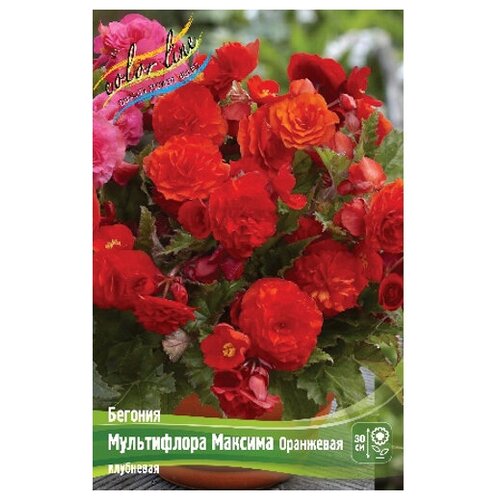 Бегония Multiflora Maxima Orange, 4/5 (1 шт.), цена 223р