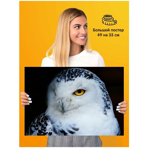    Owl ,  339 1st color