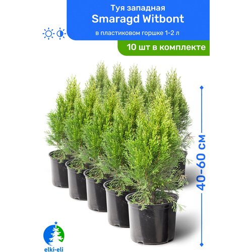 Туя западная Smaragd Witbont (Смарагд Витбонт) 40-60 см в пластиковом горшке 1-2 л, саженец, хвойное живое растение, комплект из 10 шт, цена 20950р