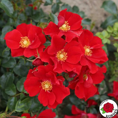 Роза почвопокровная Aleksander von Humboldt, цена 1001р