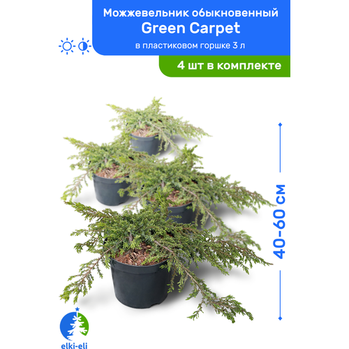 Можжевельник обыкновенный Green Carpet (Грин Карпет) 40-60 см в пластиковом горшке 3 л, саженец, хвойное живое растение, комплект из 4 шт, цена 9400р