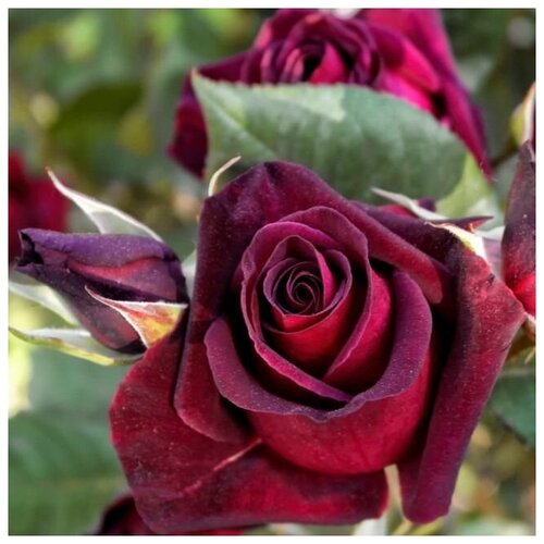 Роза чайно-гибридная Блэк Баккара ( 40-60 см С5 ), цена 2979р