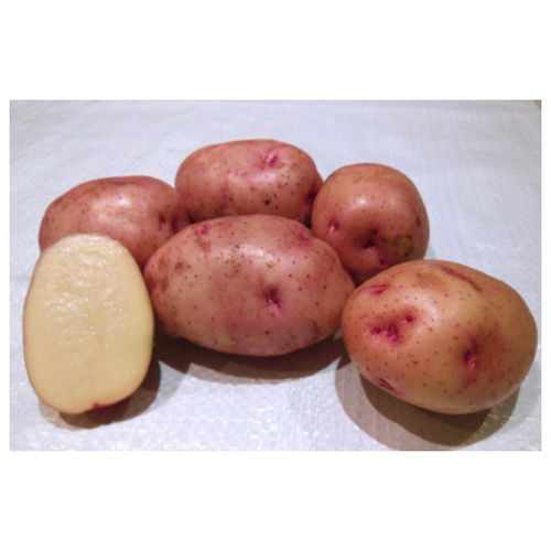 Семенной картофель жуковский ранний (суперэлита), цена 899р