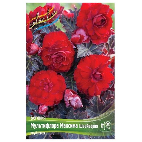 Бегония Multiflora Maxima Switserland (1 шт.), цена 262р